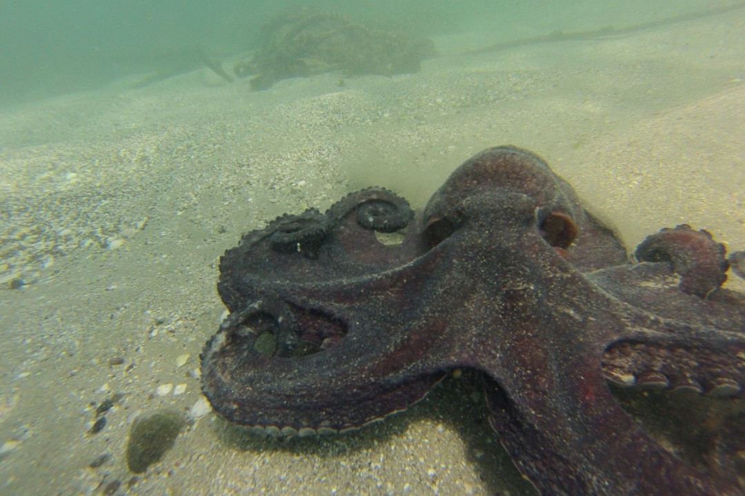 Pulpo